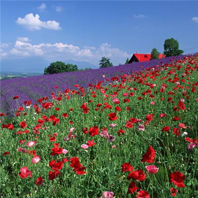 新万博全站app最新版app下载